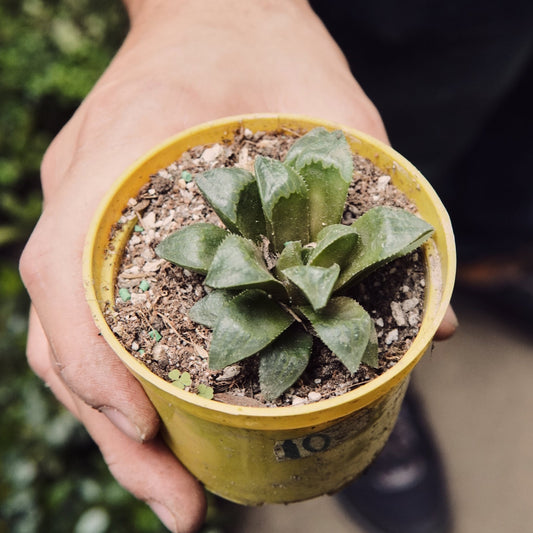 Haworthia Retusa - Vivero Florecer