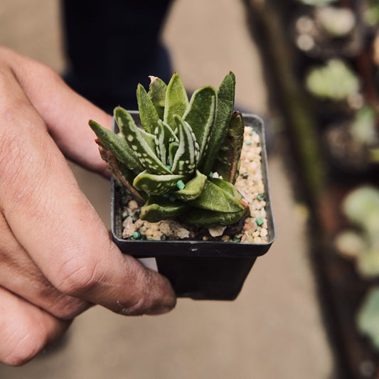Haworthia Tears Of Angels - Vivero Florecer