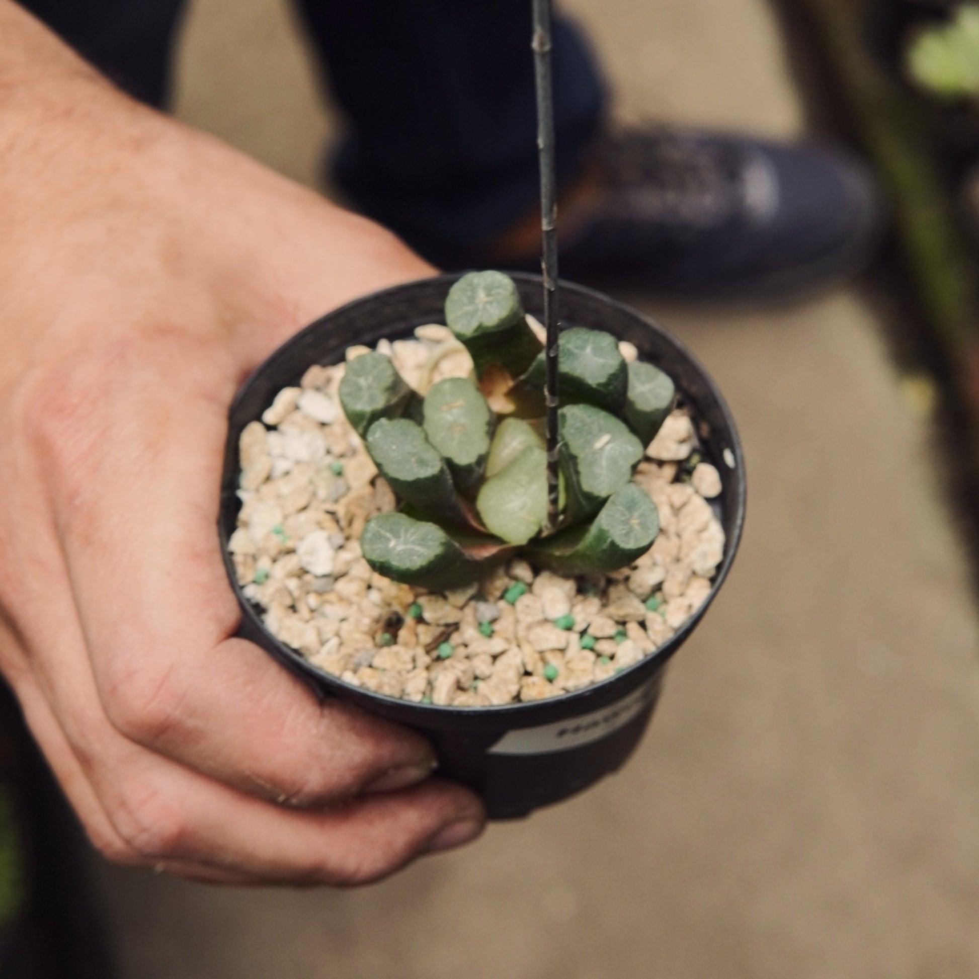 Haworthia Truncata - Vivero Florecer