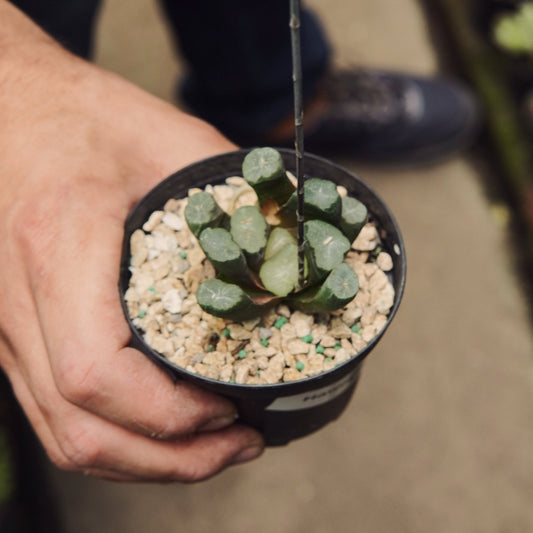 Haworthia Truncata - Vivero Florecer