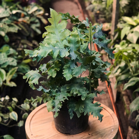 Helecho Blue Star Davana - Vivero Florecer