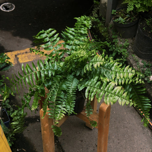 Helecho Boston - Vivero Florecer