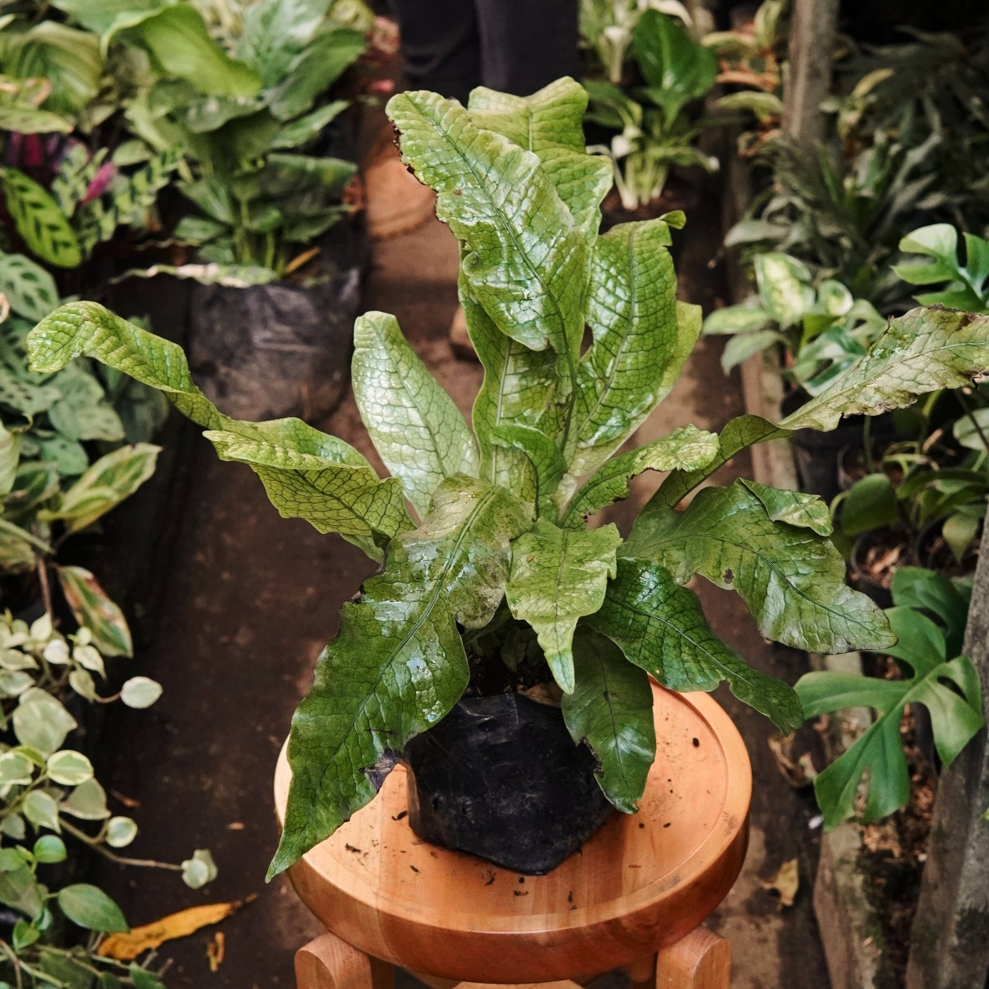 Helecho Cocodrilo - Vivero Florecer