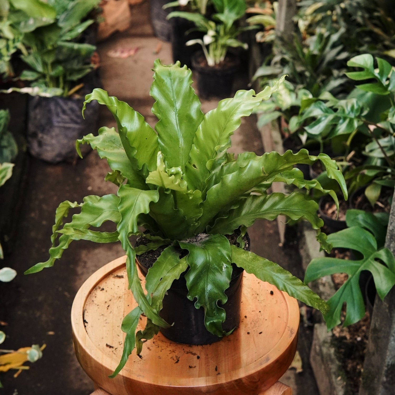 Helecho Nido de Ave Crespo - Vivero Florecer