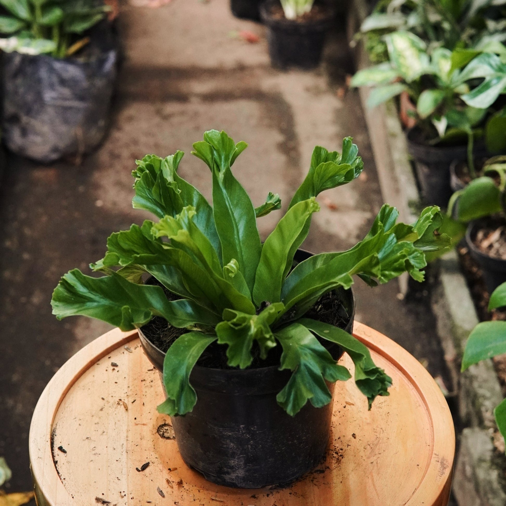 Helecho Nido de Ave Crissie - Vivero Florecer