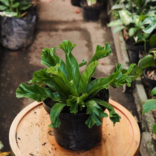 Helecho Nido de Ave Crissie - Vivero Florecer