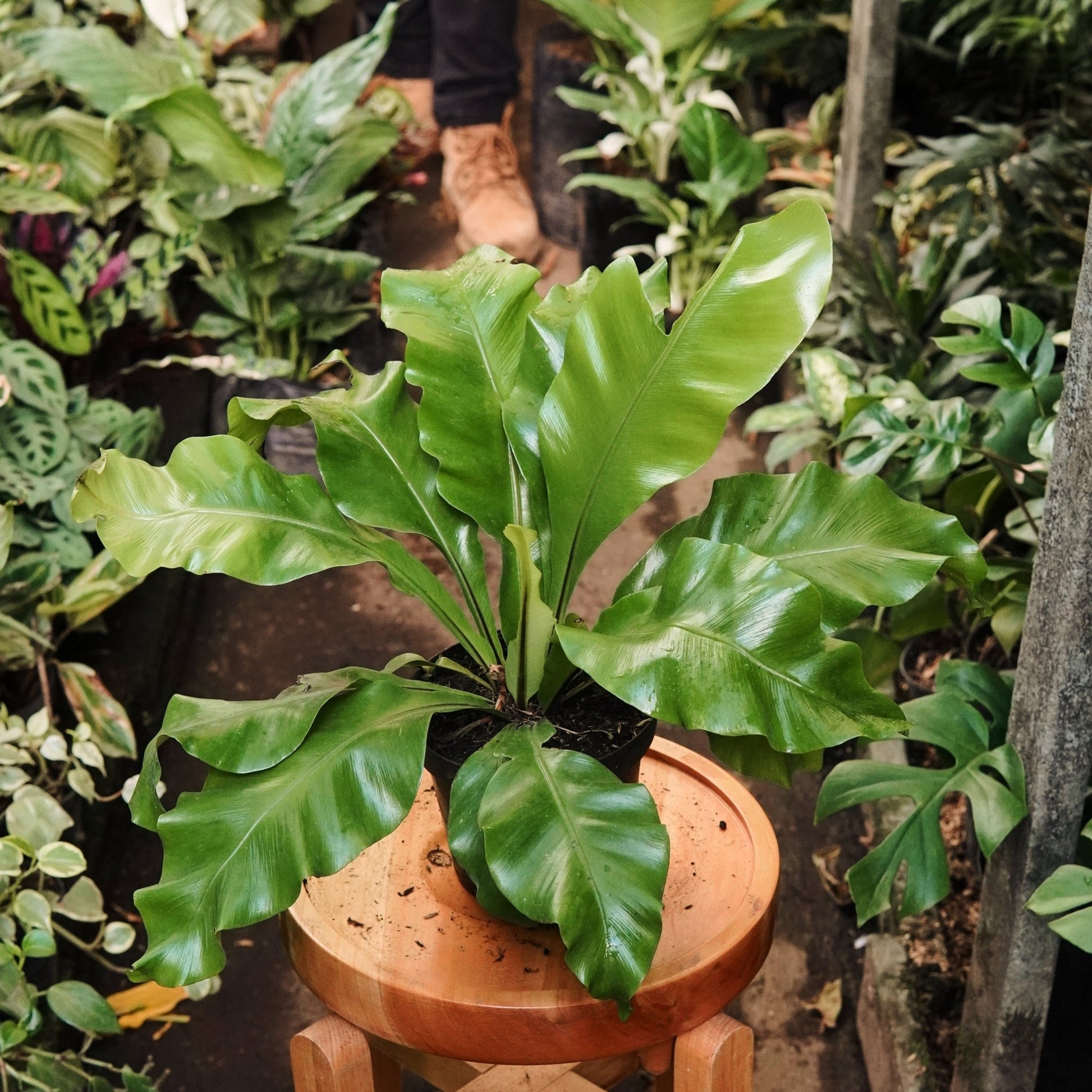 Helecho Nido de Ave Liso - Vivero Florecer