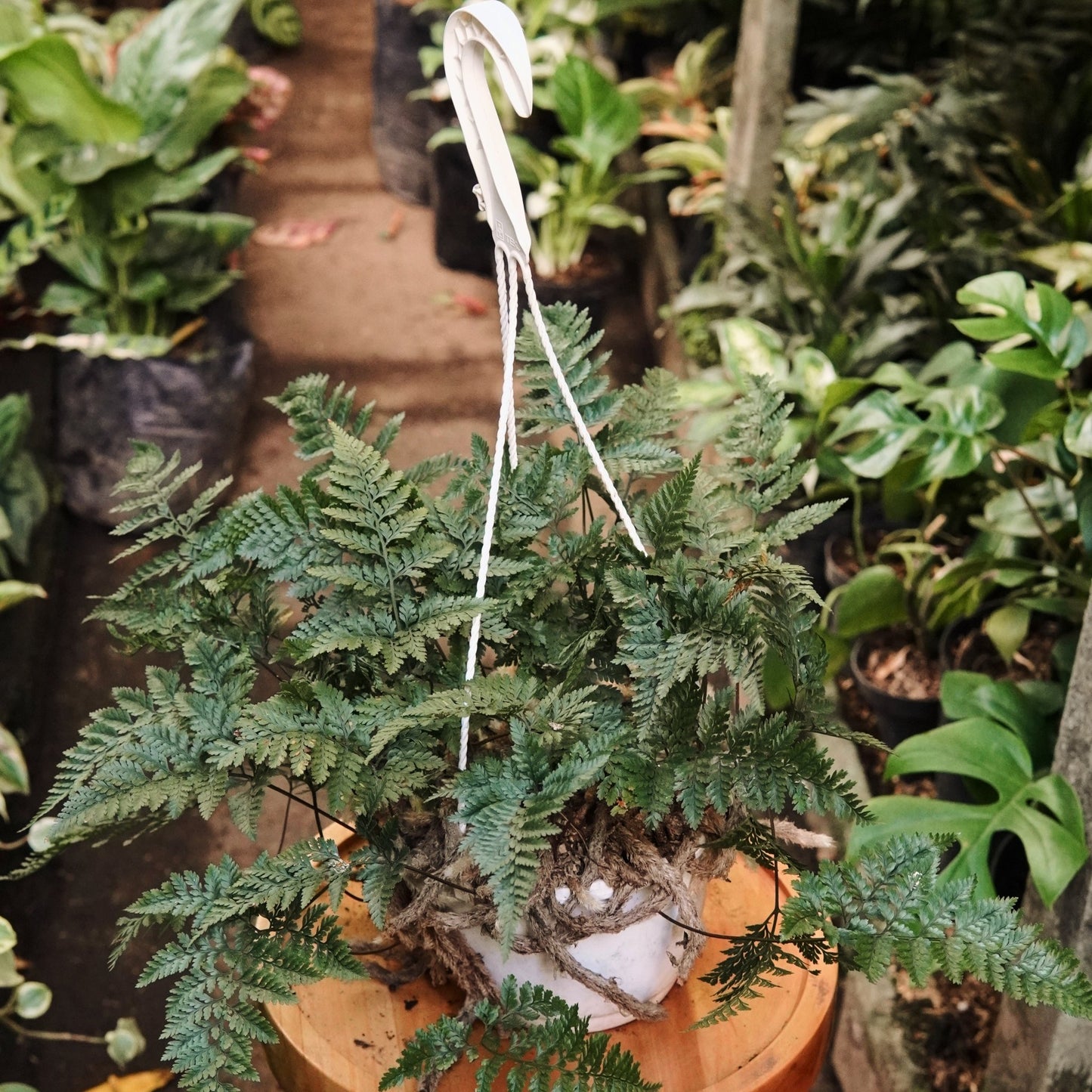 Helecho Pata de Conejo - Vivero Florecer