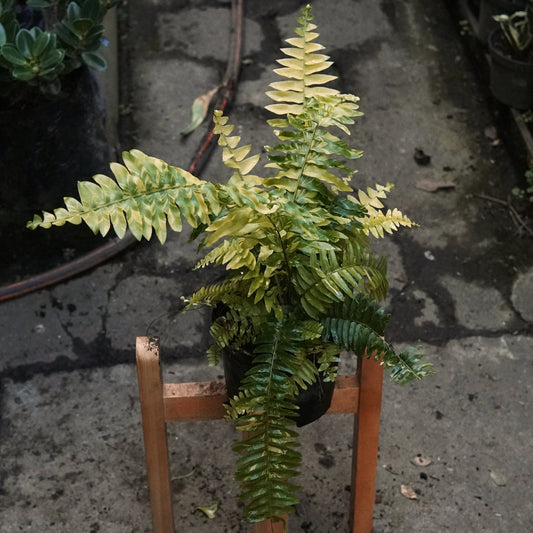 Helecho Tigre - Vivero Florecer