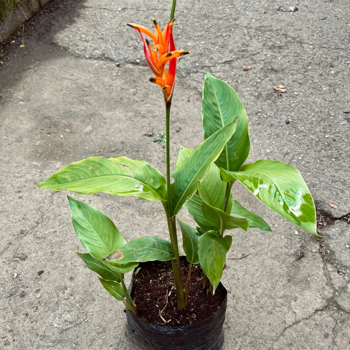 Heliconia Psittacorum - Vivero Florecer