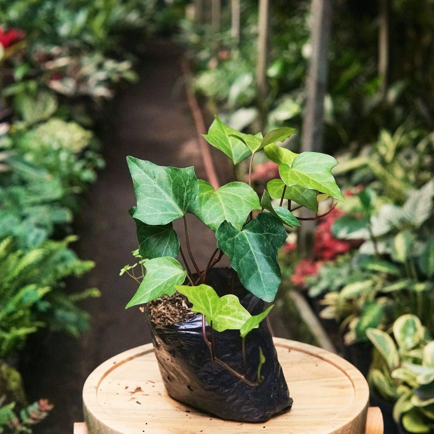 Hiedra - Vivero Florecer