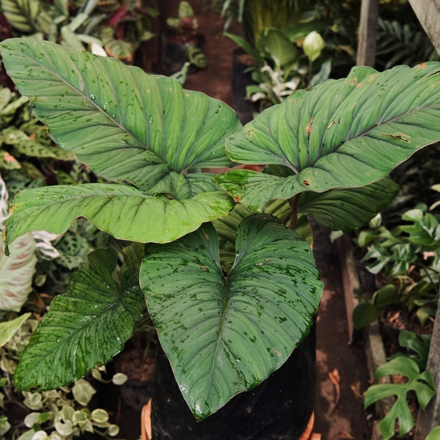 Homalomena Corrugada Grande - Vivero Florecer