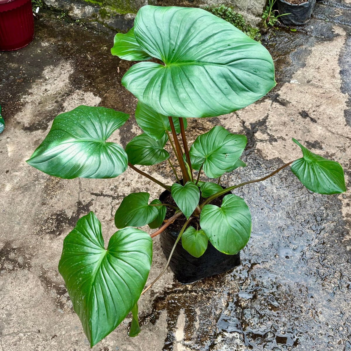 Homalomena Rubescens - Vivero Florecer