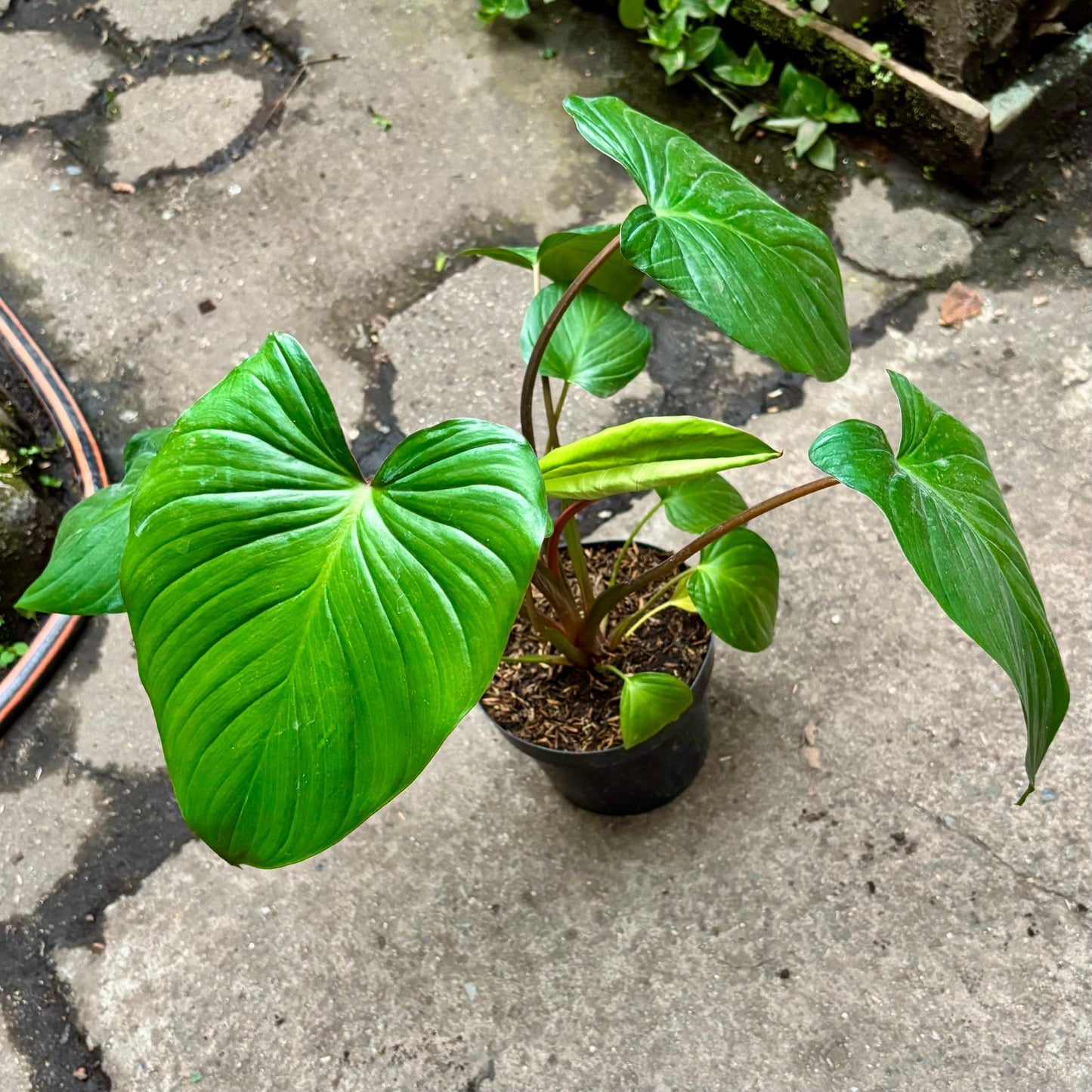 Homalomena Rubescens - Vivero Florecer