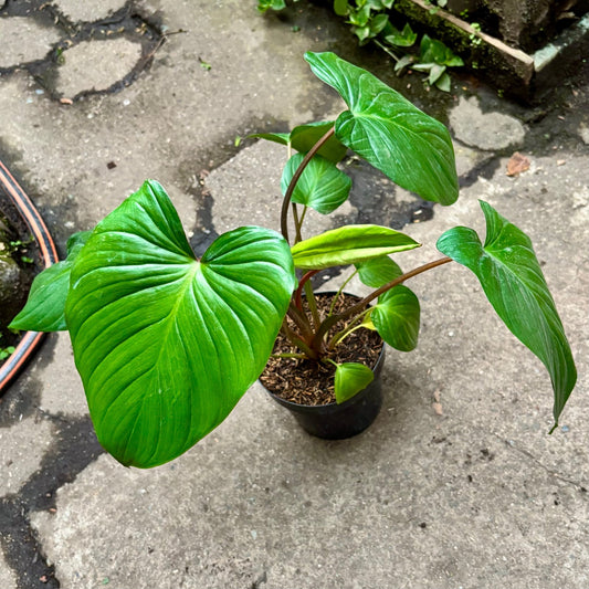 Homalomena Rubescens - Vivero Florecer