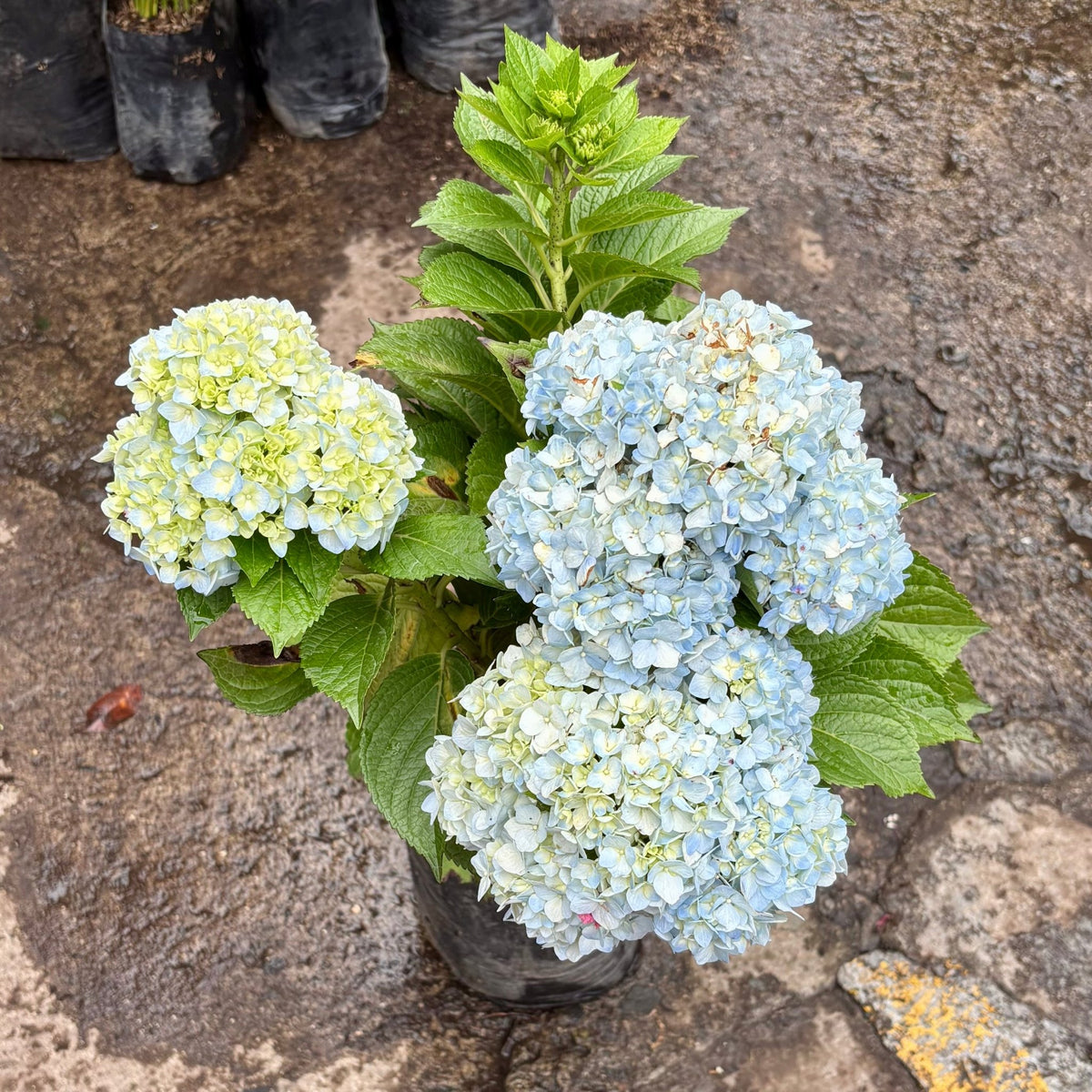 Hortensia - Vivero Florecer