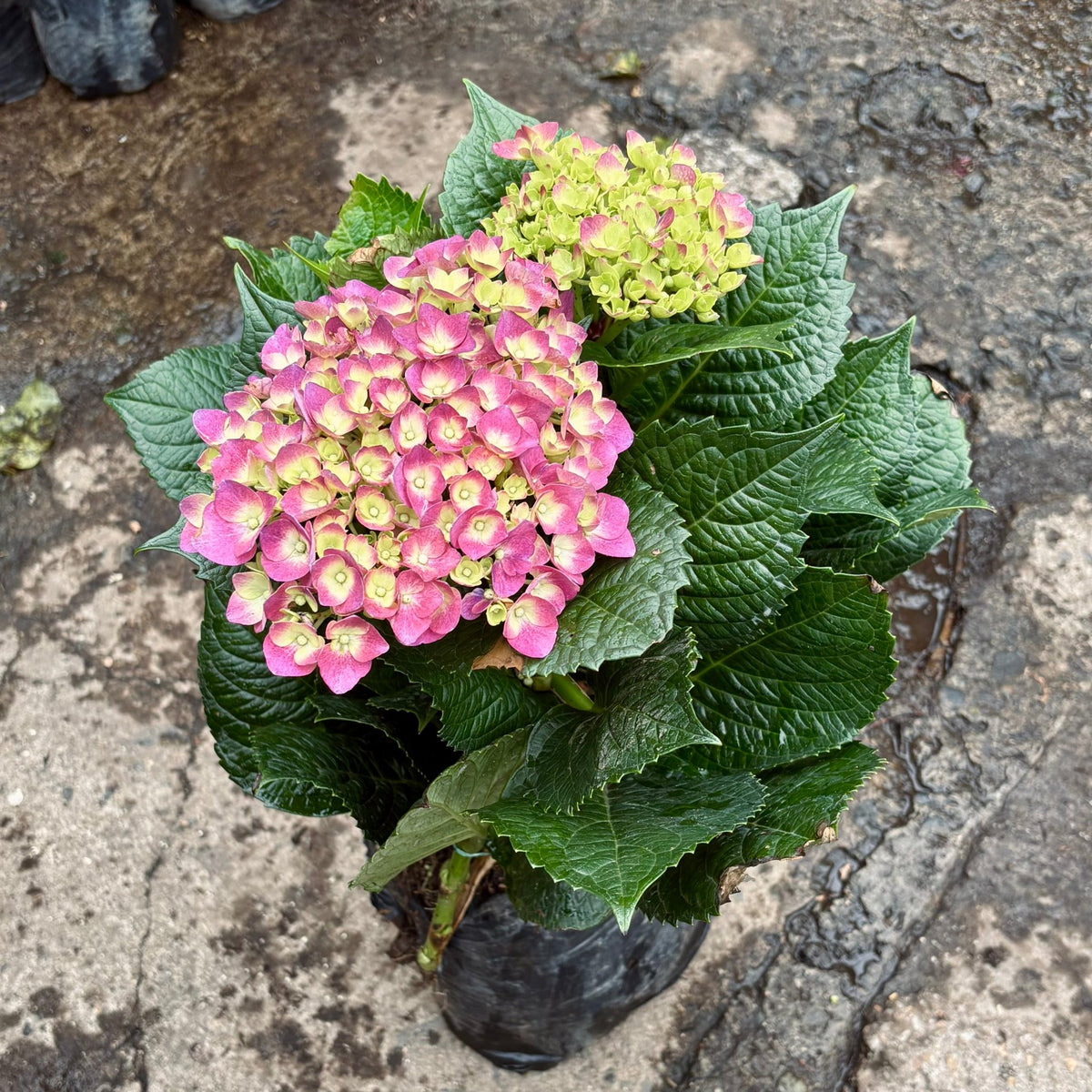 Hortensia Híbrida - Vivero Florecer