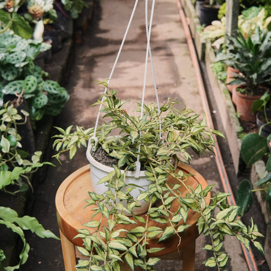 Hoya Bella Variegada - Vivero Florecer