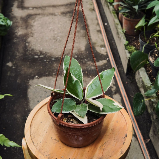 Hoya Carnosa Albo Marginata - Vivero Florecer