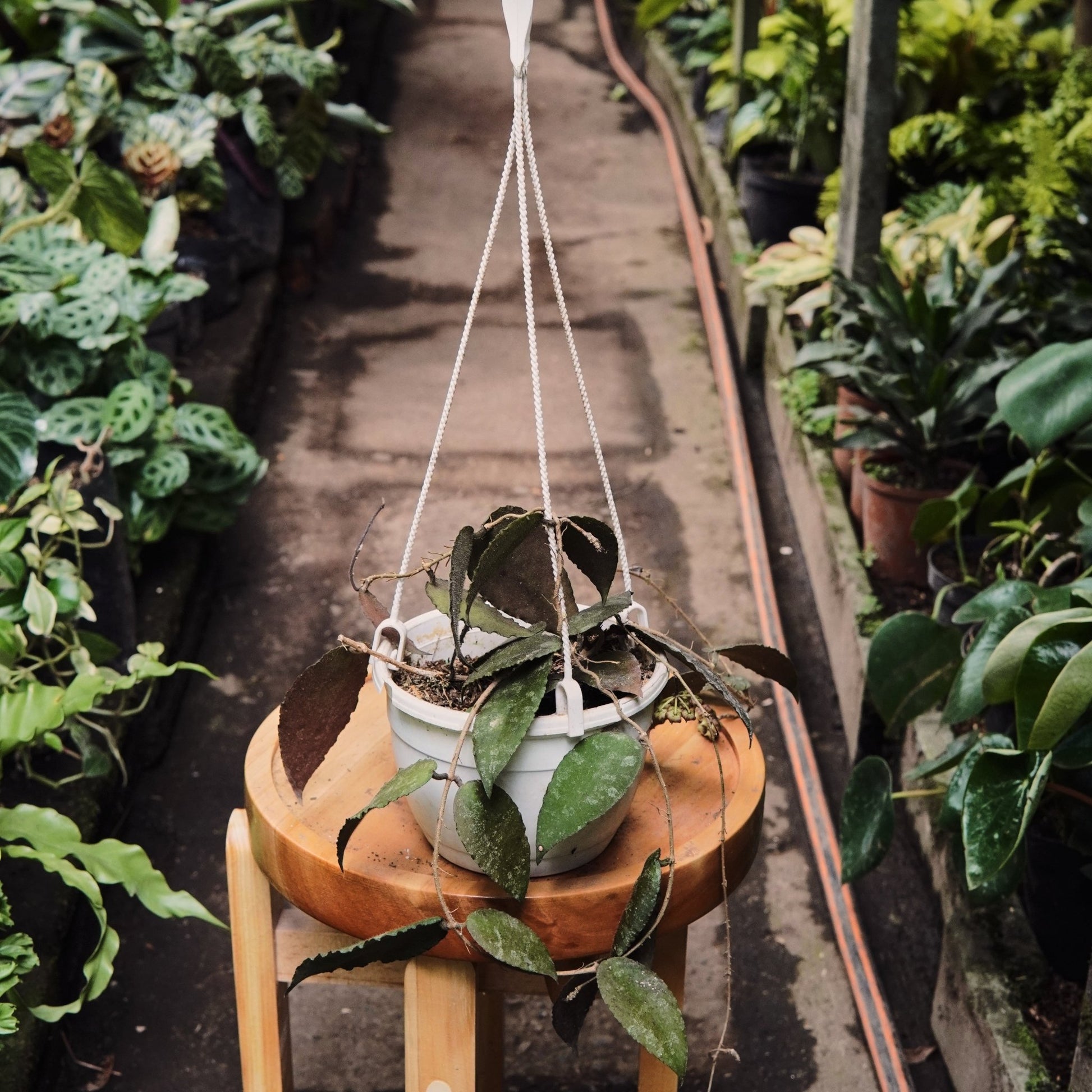 Hoya Caudata Sumatra - Vivero Florecer