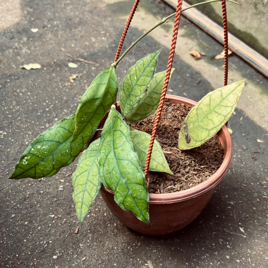 Hoya Clemensiorum - Vivero Florecer