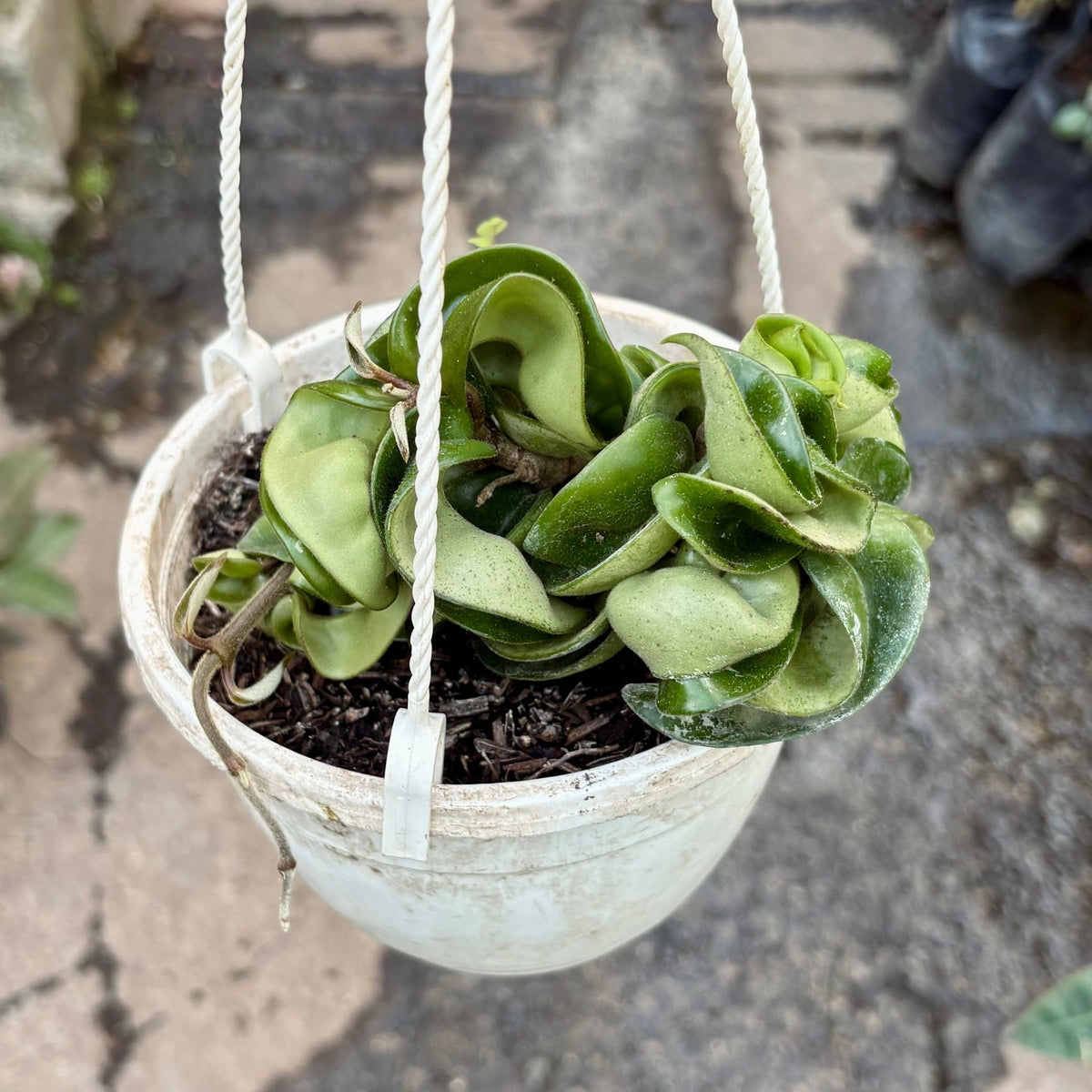 Hoya Compacta - Vivero Florecer