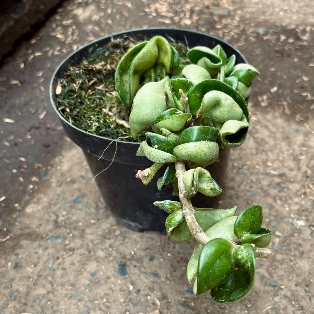 Hoya Compacta - Vivero Florecer