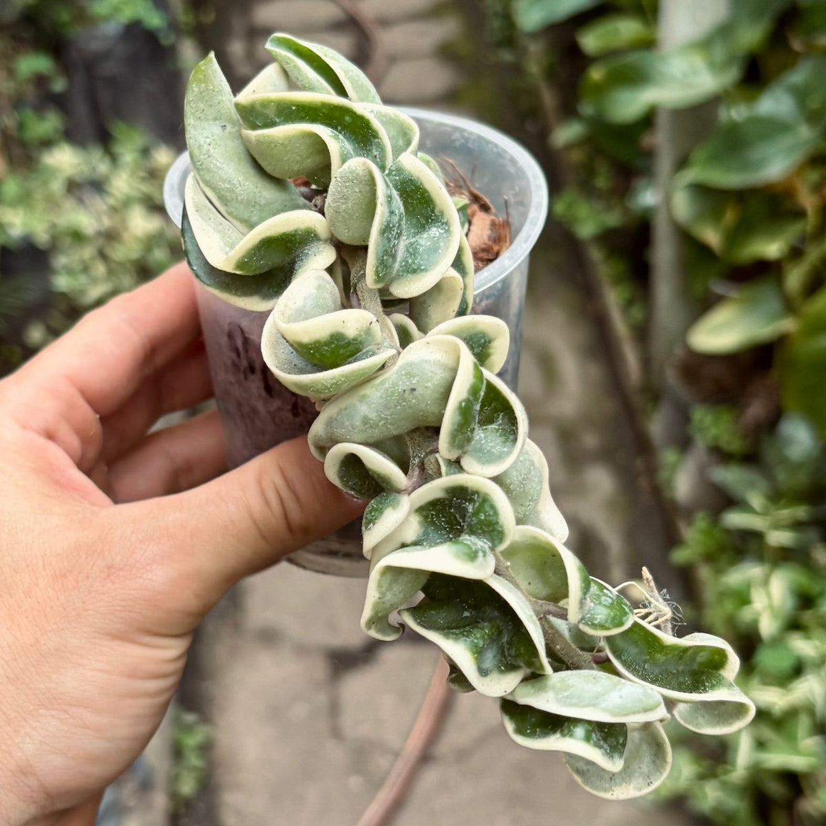 Hoya Compacta Variegada - Vivero Florecer