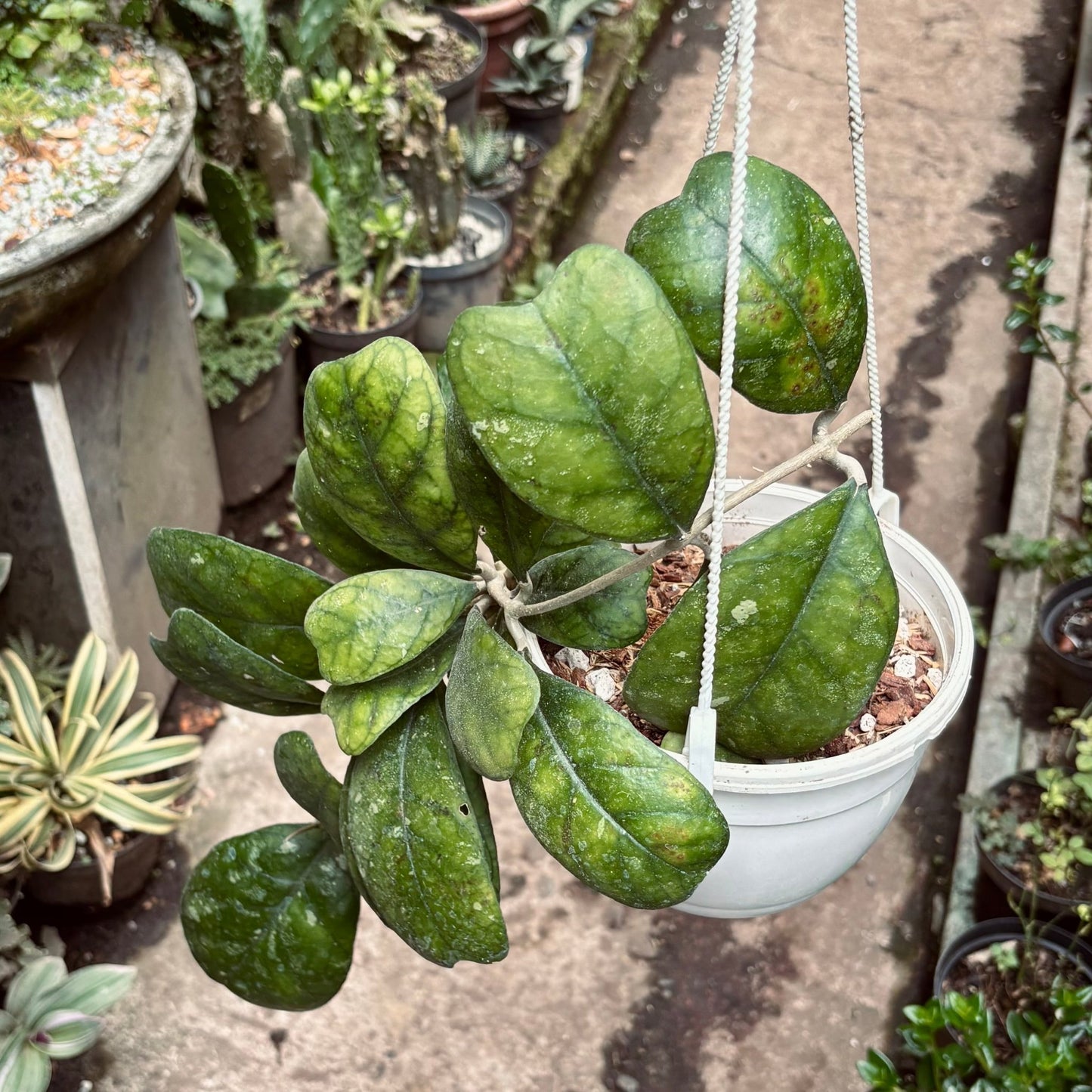 Hoya Fungii - Vivero Florecer