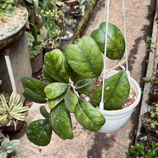 Hoya Fungii - Vivero Florecer