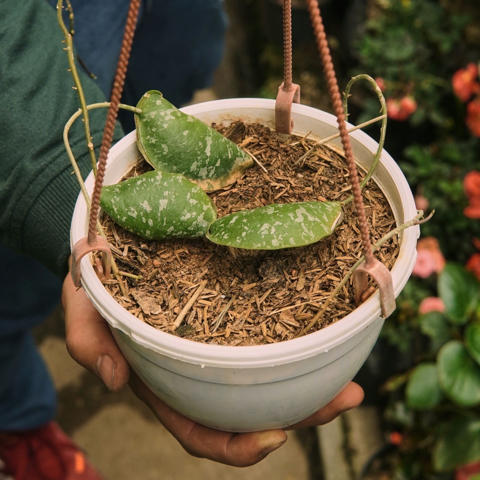 Hoya Imbricata - Vivero Florecer