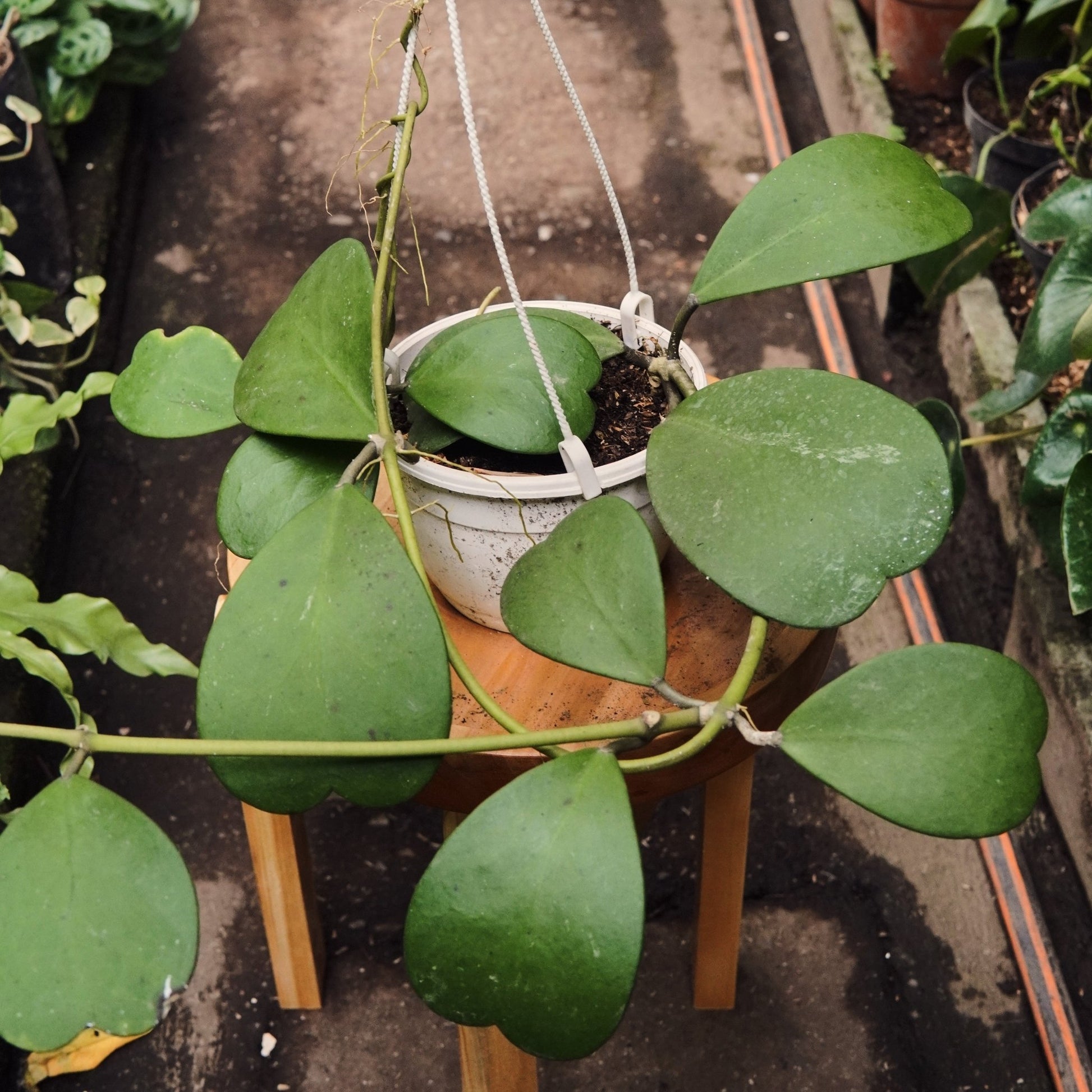 Hoya Kerrii en canasta - Vivero Florecer
