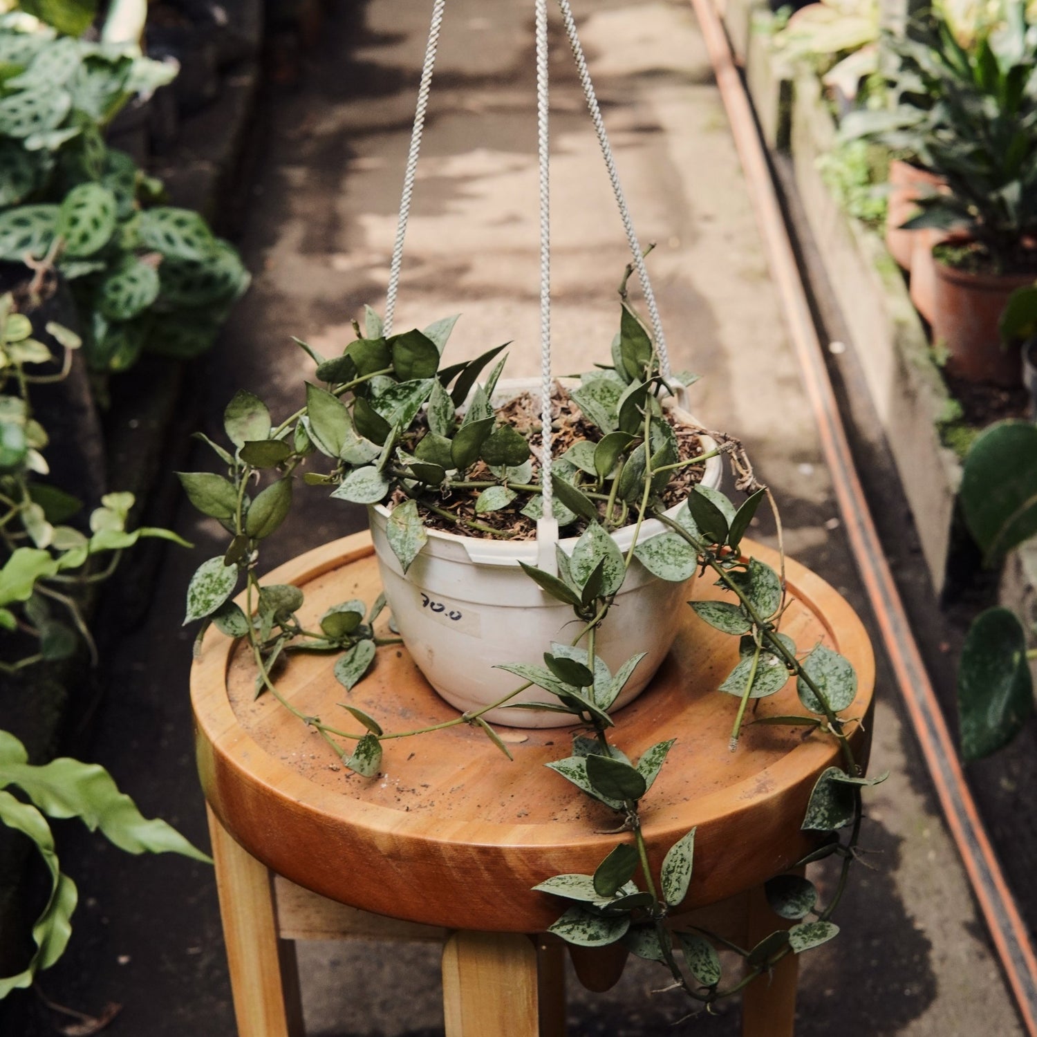 Hoya Krohniana Super Silver - Vivero Florecer