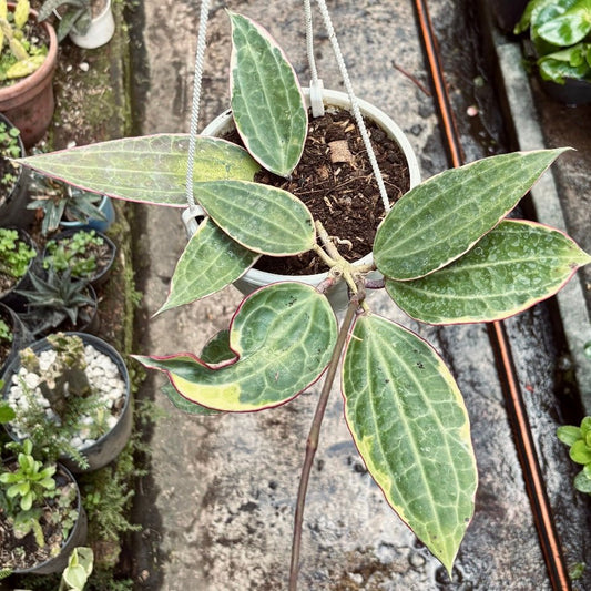 Hoya Latifolia Albomarginata - Vivero Florecer