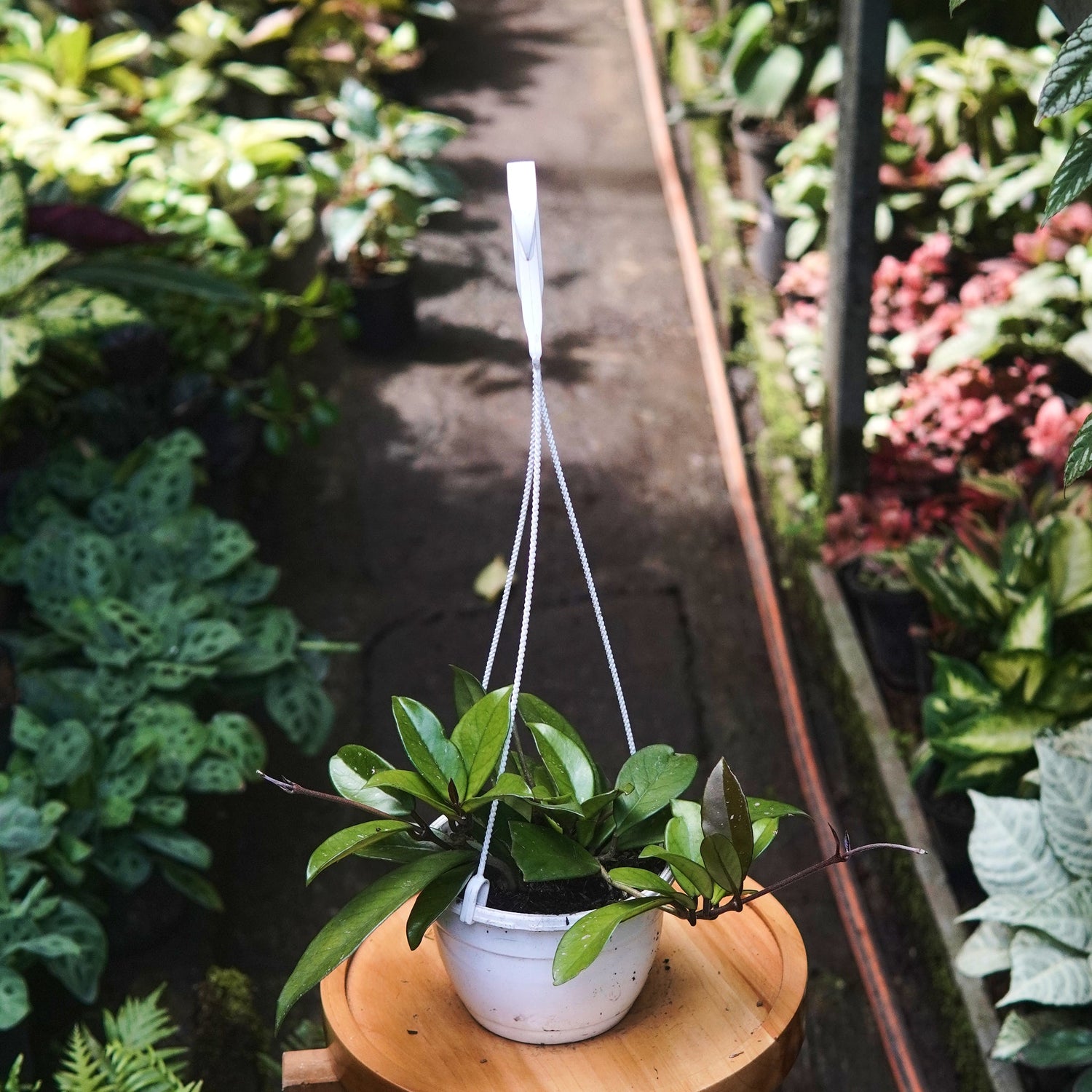 Hoya Pubicalyx - Vivero Florecer
