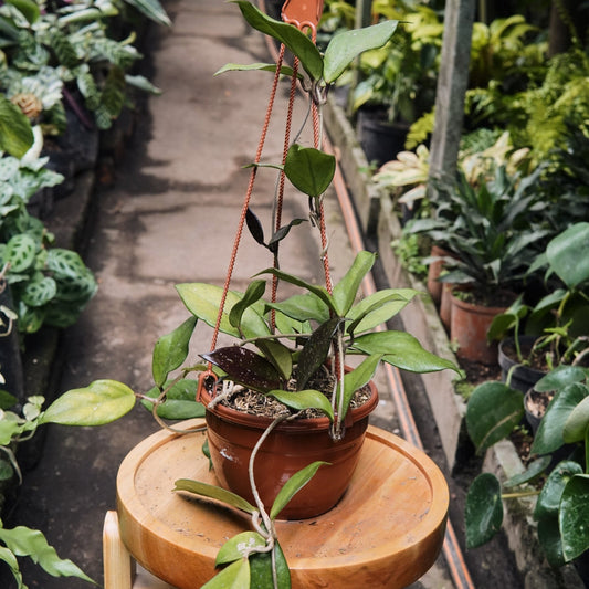 Hoya Pubicalyx Chimera - Vivero Florecer
