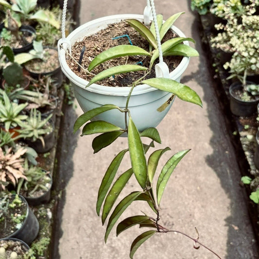 Hoya Rosita - Vivero Florecer