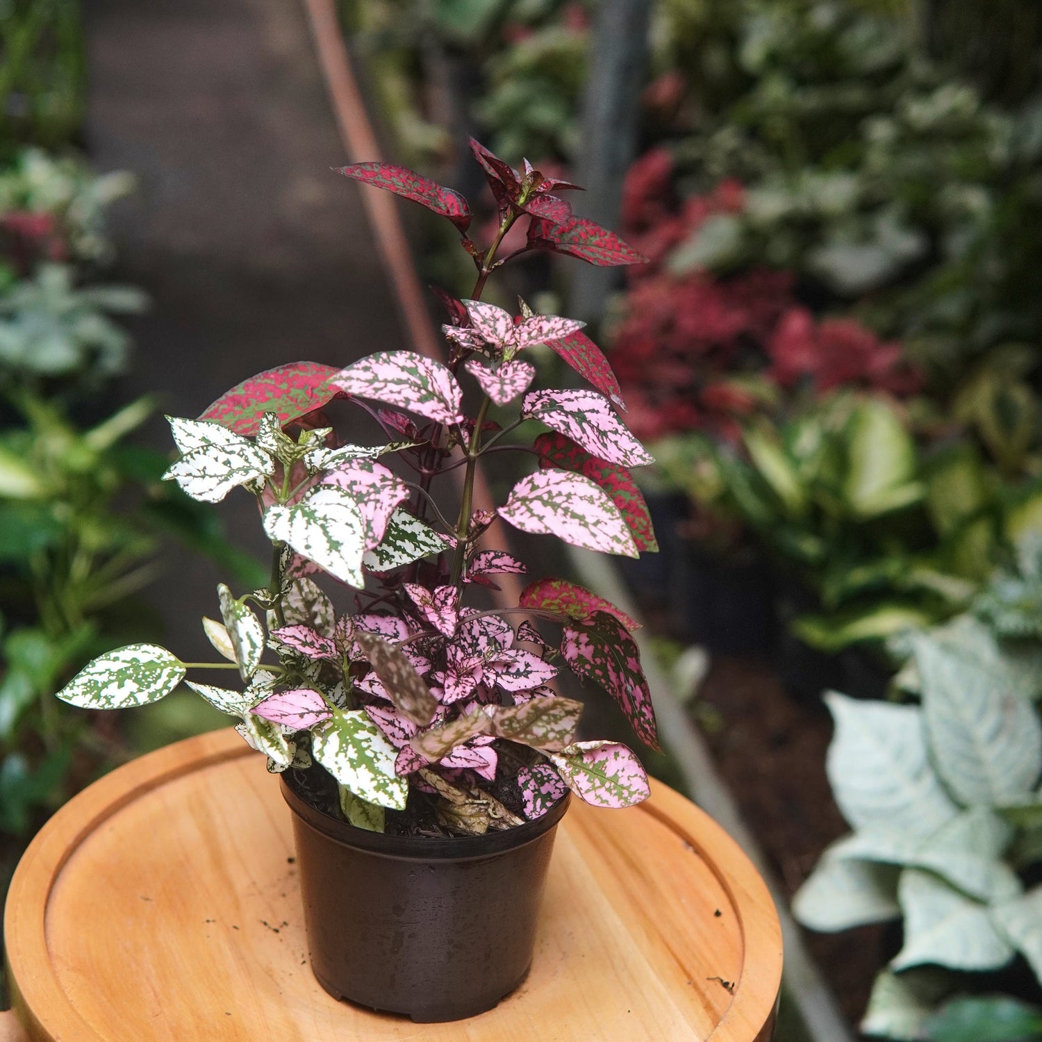 hypoestes Polka - Vivero Florecer