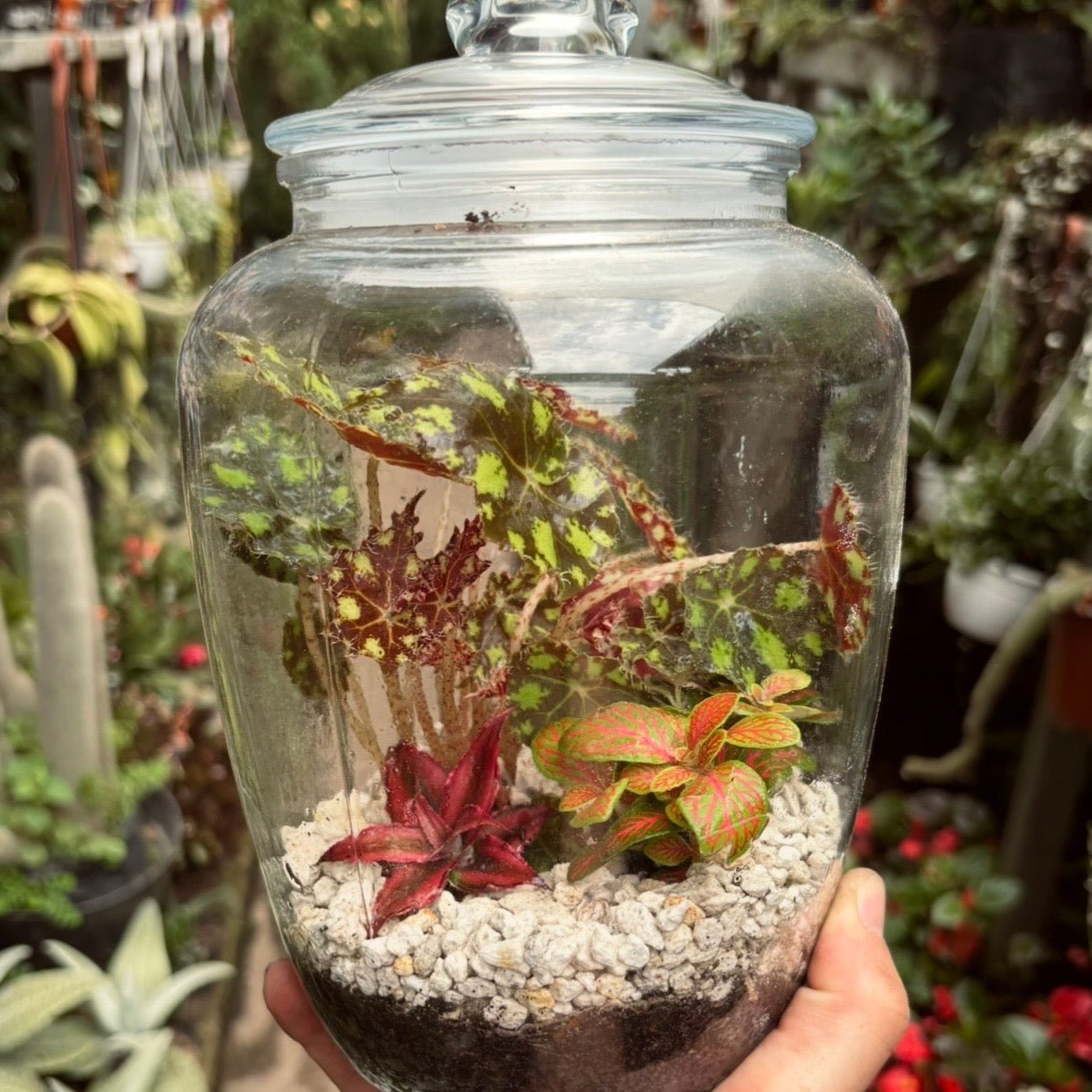 Implementos y plantas para Terrario tropical cerrado - Vivero Florecer