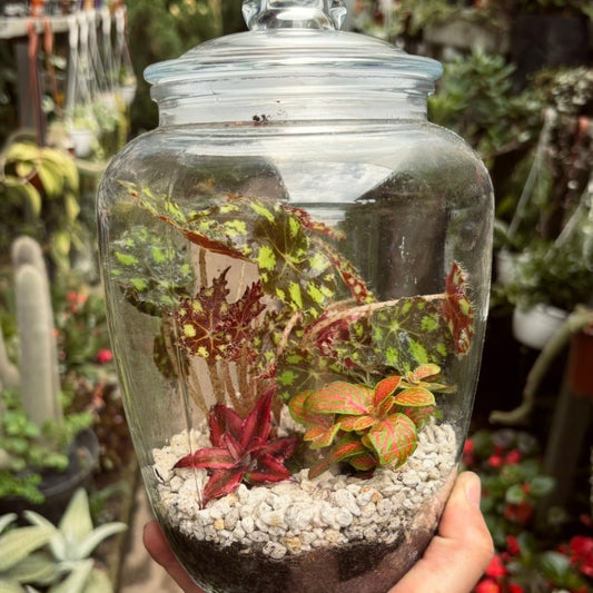 Implementos y plantas para Terrario tropical cerrado - Vivero Florecer