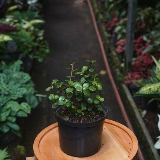 Jade Hembra - Vivero Florecer