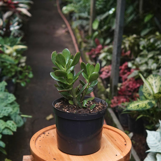 Jade Macho - Vivero Florecer