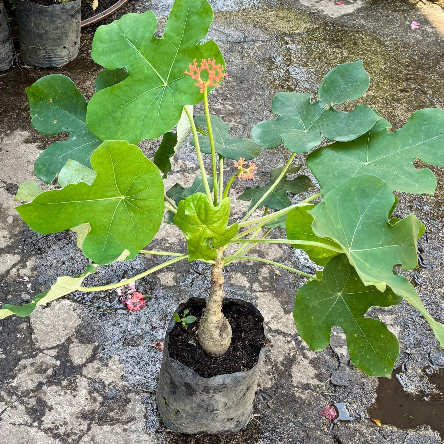 Jatropha Podagrica - Vivero Florecer