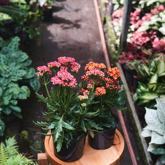 Kalanchoe Blossfeldiana - Vivero Florecer