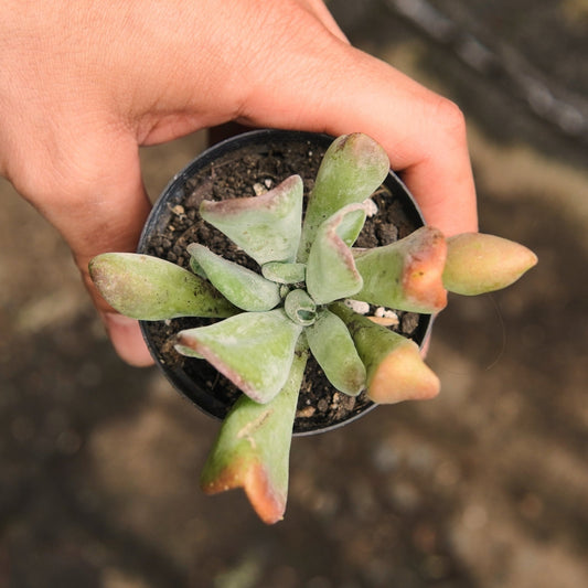 Kalanchoe Oricola - Vivero Florecer