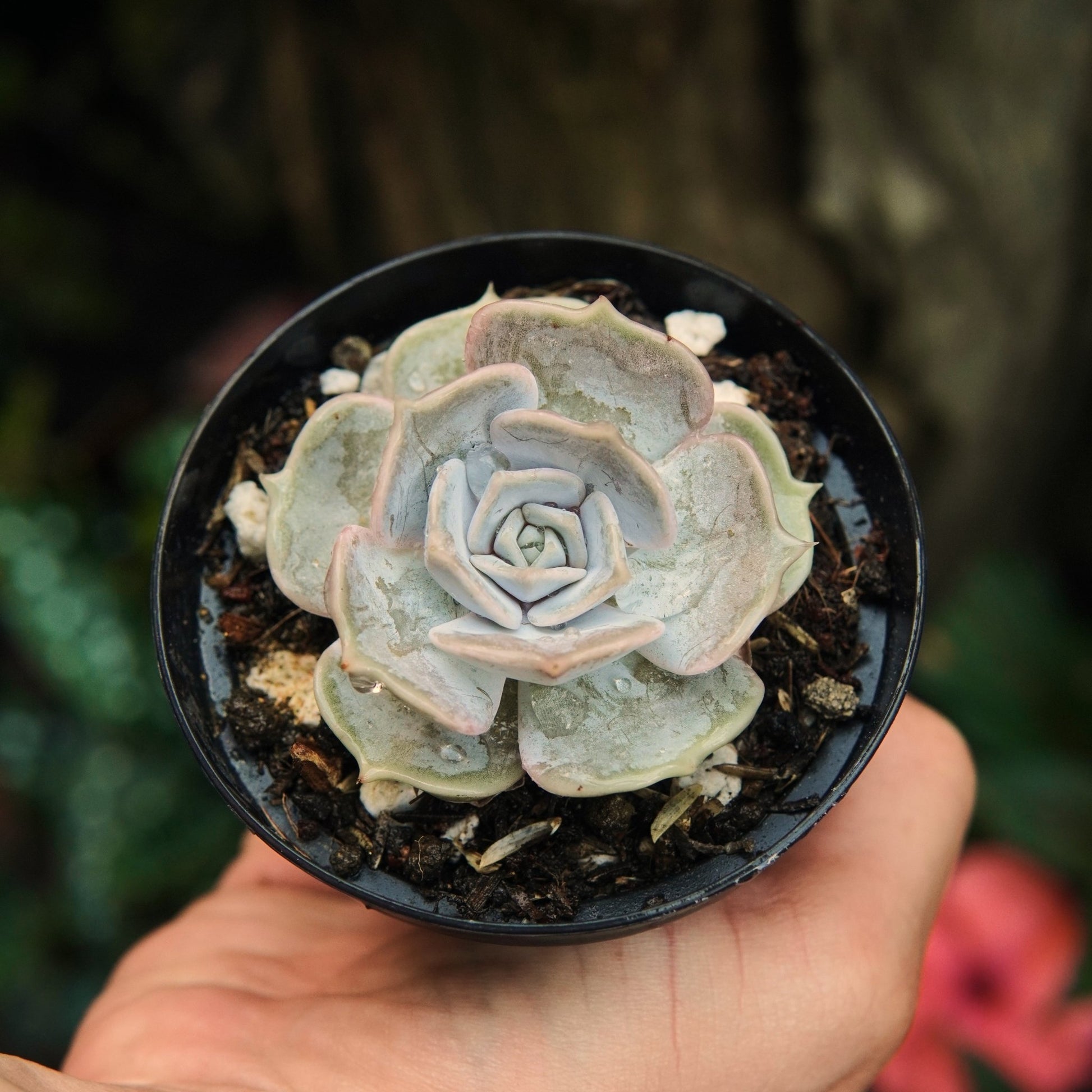 Lilacina - Vivero Florecer