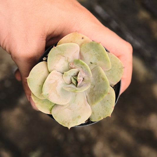 Lolita - Vivero Florecer