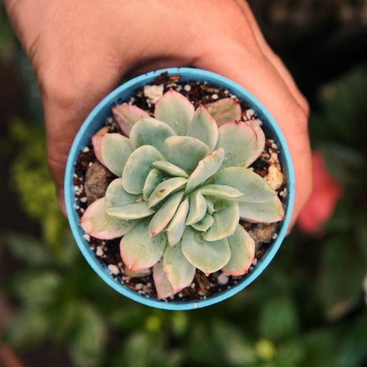 Luella Variegada - Vivero Florecer