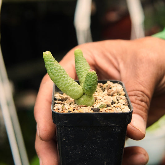 Mammillaria Bocasana Fred - Vivero Florecer