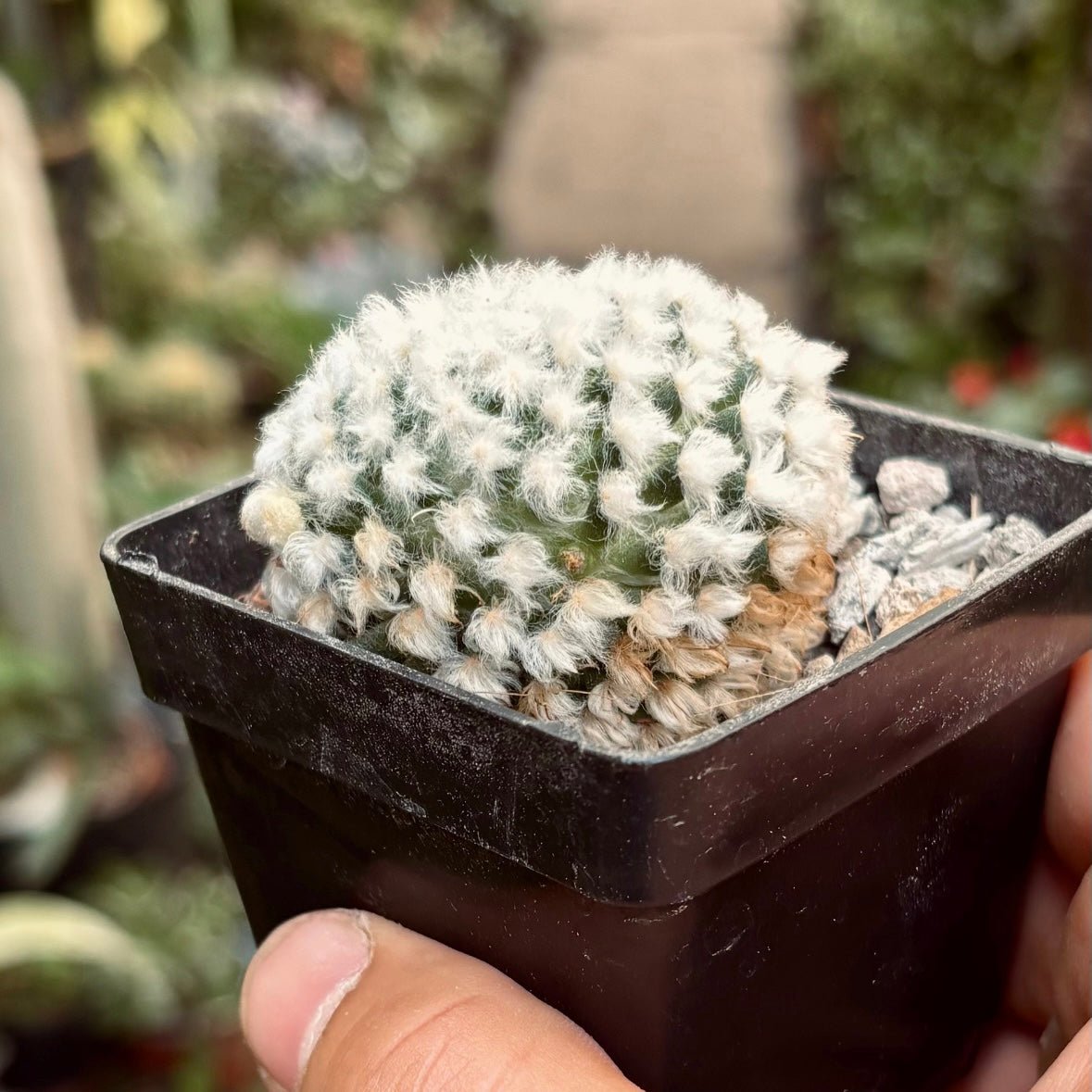Mammillaria Plumosa - Vivero Florecer